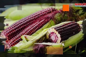 30.000 đồng một trái bắp đỏ có thể ăn sống, bạn đã thử chưa?