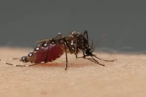 Chế độ ăn giàu sắt giúp giảm khả năng mắc bệnh sốt xuất huyết