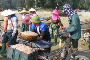 Vui mùa tép biển