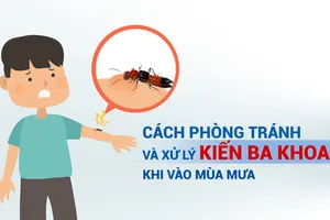 Cách phòng tránh và xử lý kiến ba khoang khi vào mùa mưa