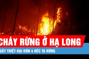 Vụ cháy gây thiệt hại hơn 4 héc ta rừng ở Hạ Long