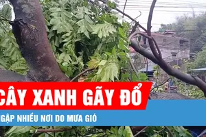 Podcast bản tin trưa 10-5: Cây xanh gãy đổ, ngập nhiều nơi do mưa gió