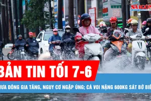 Bản tin tối 7-6: Mưa dông gia tăng, nguy cơ ngập úng; Cá voi nặng 600kg sát bờ biển Bình Định