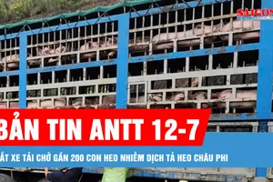 Bản tin ANTT 12-7: Bắt xe tải chở gần 200 con heo nhiễm dịch tả heo châu Phi
