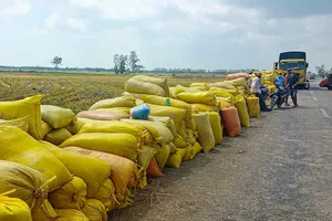 Podcast bản tin trưa 9-9: Thủ tướng chỉ đạo ổn định giá lúa, hỗ trợ nông dân ĐBSCL