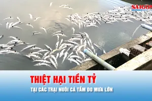 Podcast bản tin ANTT 16-10: Mưa lớn gây thiệt hại tiền tỷ tại các trại nuôi cá tầm ở Quảng Ngãi