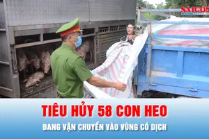 Podcast bản tin ANTT 23-10: Xử phạt chủ xe, buộc tiêu hủy 58 con heo đang vận chuyển vào vùng có dịch