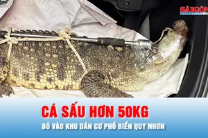 Podcast bản tin trưa 23-10: Cá sấu hơn 50kg bò vào khu dân cư phố biển Quy Nhơn