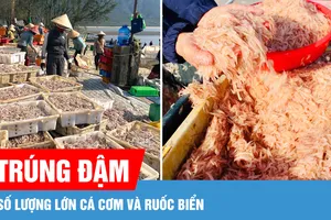 Ngư dân liên tiếp trúng đậm cá cơm và ruốc biển