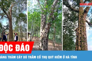 Độc đáo hàng trăm cây dó trầm cổ thụ quý hiếm ở Hà Tĩnh