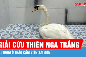 Giải cứu thiên nga trắng bị trộm ở Thảo Cầm Viên Sài Gòn