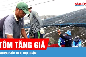 Tôm tăng giá nhưng sức tiêu thụ chậm