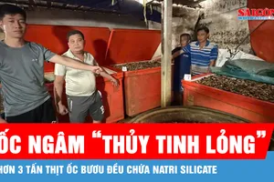 Đột kích cơ sở ngâm 3 tấn ốc bươu trong “thủy tinh lỏng”