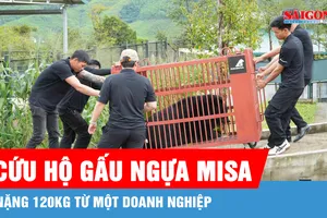Cứu hộ gấu ngựa Misa nặng 120kg từ một doanh nghiệp