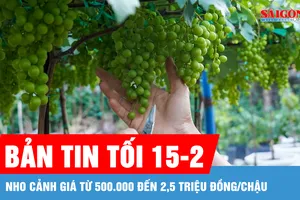 Bản tin tối 15-2: Nho cảnh giá từ 500.000 đến 2,5 triệu đồng/chậu