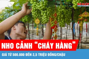 Nho cảnh Khánh Hòa đắt khách dịp Tết Nguyên đán