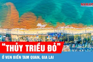 "Thủy triều đỏ" ở ven biển Tam Quan