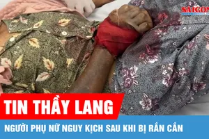 Tin thầy lang, người phụ nữ nguy kịch sau khi bị rắn cắn
