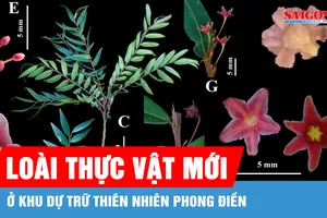 Phát hiện loài thực vật mới ở Khu Dự trữ thiên nhiên Phong Điền