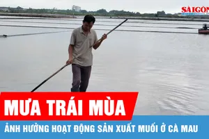Cà Mau: Mưa trái mùa ảnh hưởng hoạt động sản xuất muối