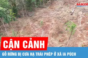 Gia Lai: Cận cảnh gỗ rừng bị cưa hạ trái phép ở xã Ia Púch