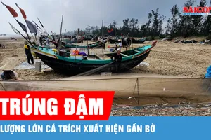 Ngư dân Hà Tĩnh trúng đậm cá trích