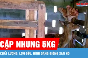 Con hươu cho ra cặp lộc nhung 5kg