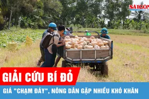 Cà Mau: Bí đỏ... bí đầu ra, địa phương kêu gọi giải cứu