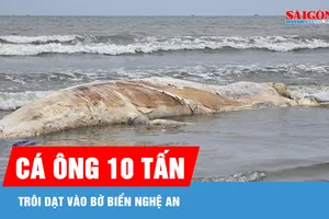 Xác cá voi trôi dạt vào bờ biển Nghệ An