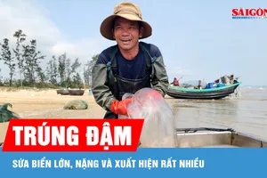 Ngư dân Hà Tĩnh trúng đậm sứa biển