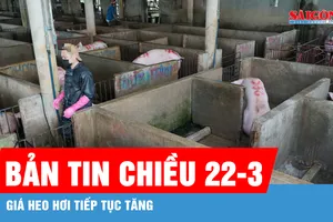 Bản tin chiều 22-3: Giá heo hơi tiếp tục tăng