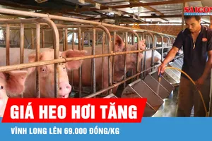 Giá heo hơi tiếp tục tăng, Vĩnh Long lên 69.000 đồng/kg