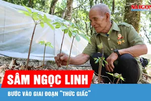 Mùa sâm Ngọc Linh “thức giấc”