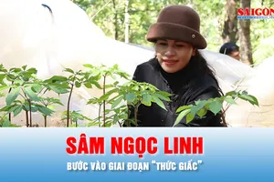 Podcast bản tin chiều 22-3: Mùa sâm Ngọc Linh “thức giấc”