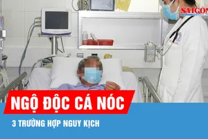 Cần Thơ: 3 trường hợp nguy kịch do ngộ độc cá nóc