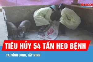 3 tháng, tiêu hủy 54 tấn heo bệnh tại Vĩnh Long, Tây Ninh