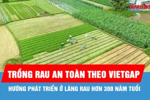 Sức sống mới ở làng rau hơn 300 năm tuổi