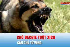 Podcast bản tin chiều 3-4: Chó becgie tuột xích, cắn chủ tử vong