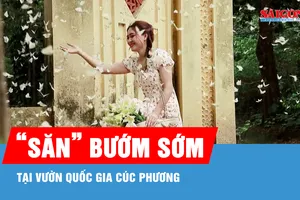 Du khách thích thú săn mùa bướm đến sớm ở Cúc Phương