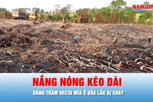 Podcast bản tin chiều 9-4: Hàng trăm hecta mía ở Đắk Lắk bị thiêu rụi do nắng nóng