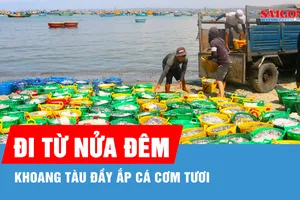 Ngư dân Mũi Né trúng đậm cá cơm