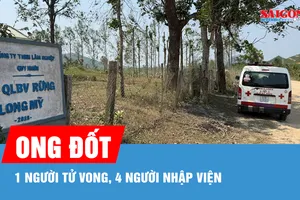 Gia Lai: Ong đốt 1 người tử vong, 4 người nhập viện