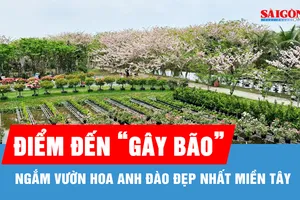 Ngắm vườn hoa anh đào đẹp nhất miền Tây