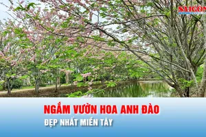Podcast bản tin trưa 19-4: Ngắm vườn hoa anh đào đẹp nhất miền Tây