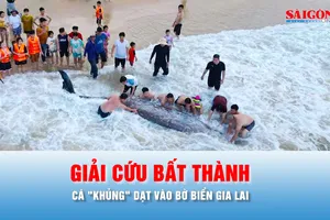 Podcast bản tin chiều 4-5: Giải cứu bất thành cá "khủng" dạt vào bờ biển Gia Lai