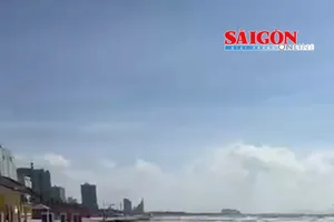 Hiện mỗi ngày 20-50 tấn rong nho trôi dạt, tấp vào bờ biển Bãi Sau (phường Vũng Tàu và phường Tam Thắng, TPHCM). Cơ quan chức năng phải huy động hàng chục công nhân để thu gom, làm sạch.