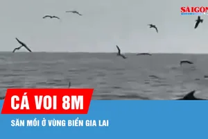 Cá voi trồi lên săn mồi ở vùng biển Gia Lai