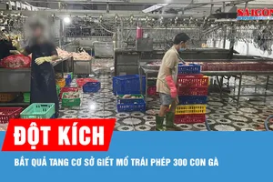 Đột kích lúc rạng sáng, bắt quả tang cơ sở giết mổ trái phép 300 con gà