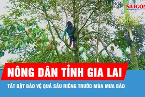 Gia Lai: Nhà nông tất bật bảo vệ quả sầu riêng