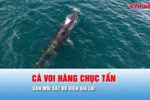 Podcast bản tin thời sự 13-6: Cá voi hàng chục tấn xuất hiện, săn mồi sát bờ biển Gia Lai
